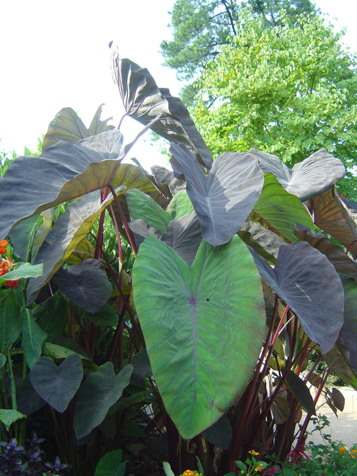 Colocasia Black Magic