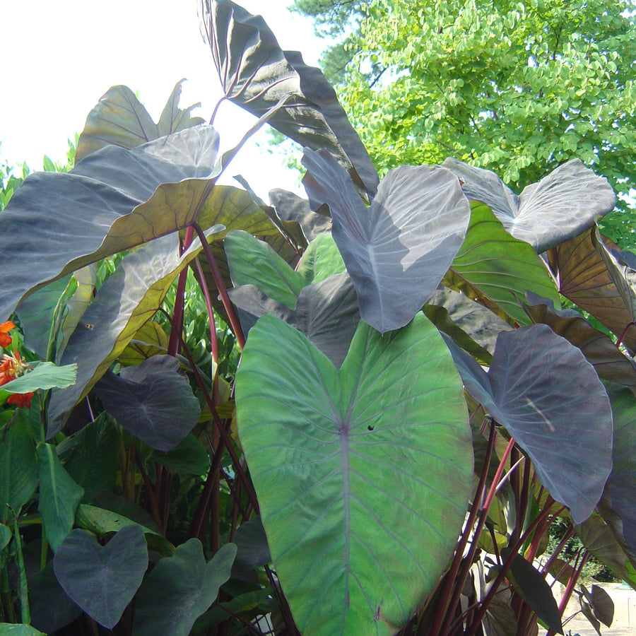Colocasia Black Magic