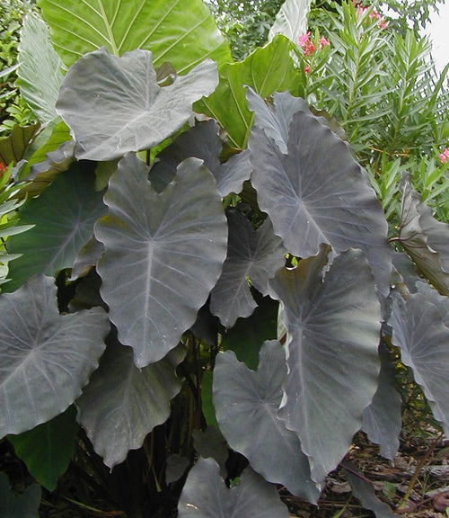 Colocasia Black Ruffles