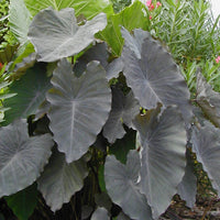 Colocasia Black Ruffles