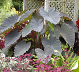 Colocasia Black Ruffles