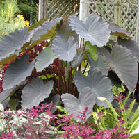 Colocasia Black Ruffles