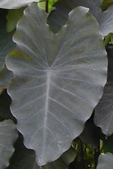 Colocasia Black Ruffles