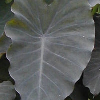 Colocasia Black Ruffles