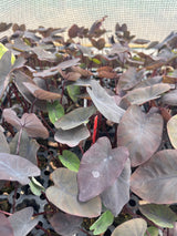 Colocasia Black Magic