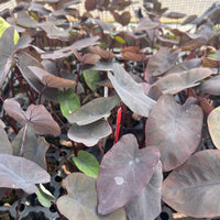 Colocasia Black Magic