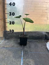 Colocasia Fontenesii