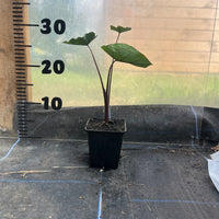 Colocasia Esculenta Fontenesii