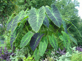Colocasia 'Illustris'