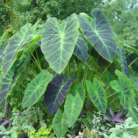 Colocasia Antiquorum 'Illustris'
