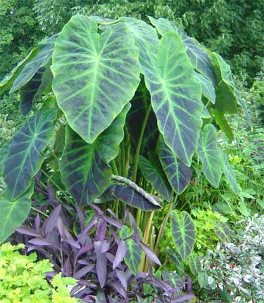 Colocasia 'Illustris'