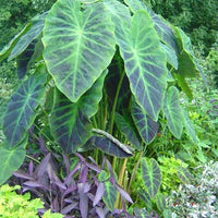 Colocasia Antiquorum 'Illustris'