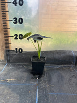 Colocasia 'Illustris'