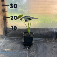 Colocasia Antiquorum 'Illustris'