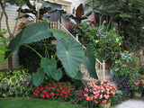Colocasia Jack's Giant