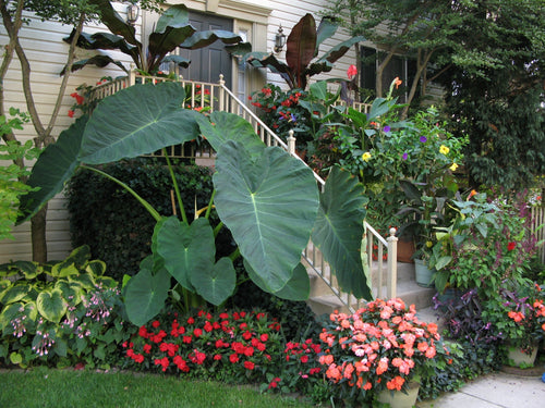 Colocasia Jack's Giant