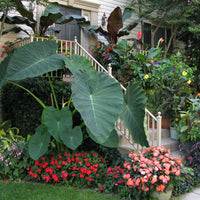Colocasia Jack's Giant