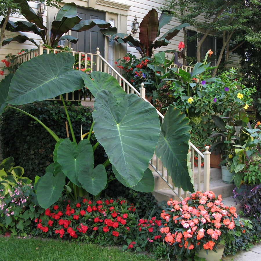 Colocasia Jack's Giant