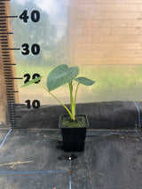 Colocasia Jack's Giant