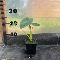 Colocasia Jack's Giant