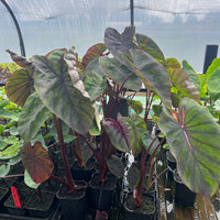 Colocasia Madeira Star
