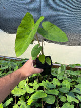 Colocasia Mojito