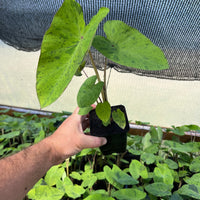 Colocasia 'Mojito' Elephant Ear