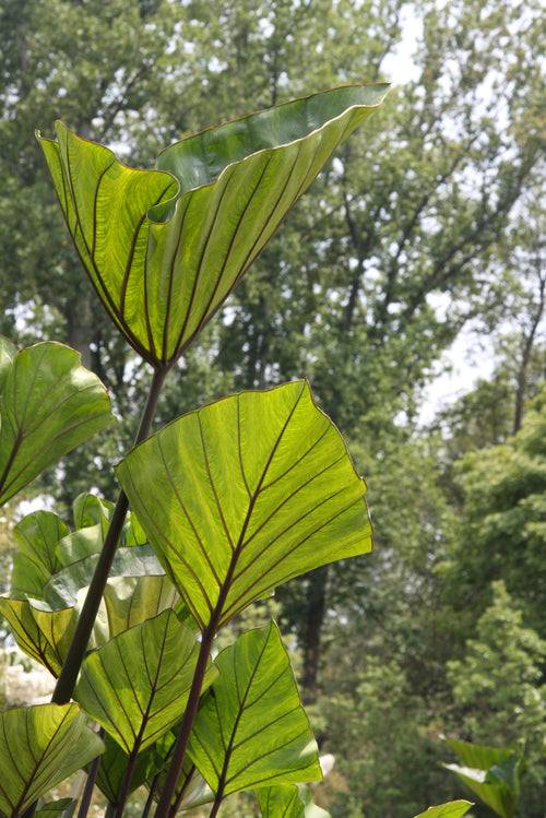 Colocasia Tea Cups