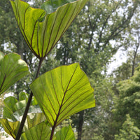 Colocasia Tea Cups