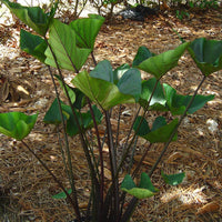 Colocasia Tea Cups