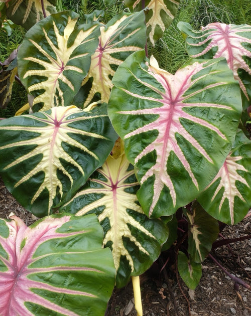 Colocasia Waikiki