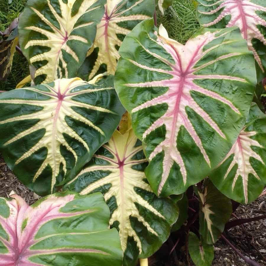 Colocasia Waikiki
