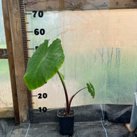 Colocasia Waikiki