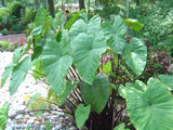 Colocasia Fontenesii