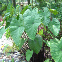 Colocasia Esculenta Fontenesii
