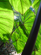 Colocasia Fontenesii