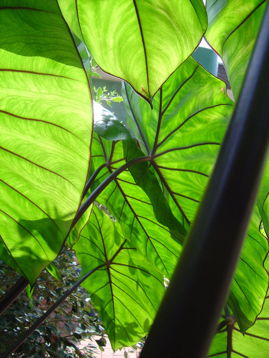 Colocasia Fontenesii