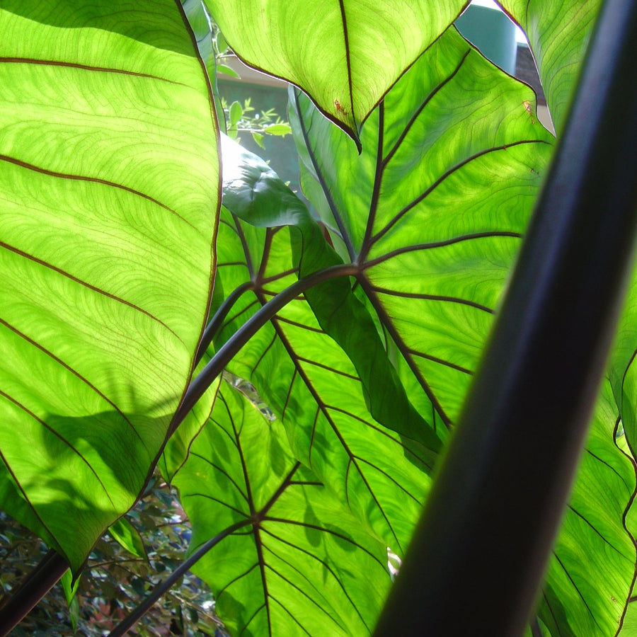 Colocasia Esculenta Fontenesii