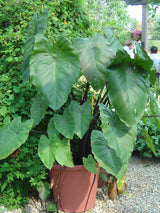 Colocasia Fontenesii