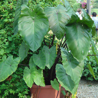 Colocasia Esculenta Fontenesii