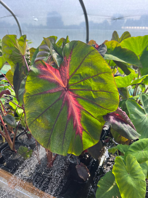 Colocasia Madeira Star