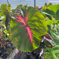Colocasia Madeira Star