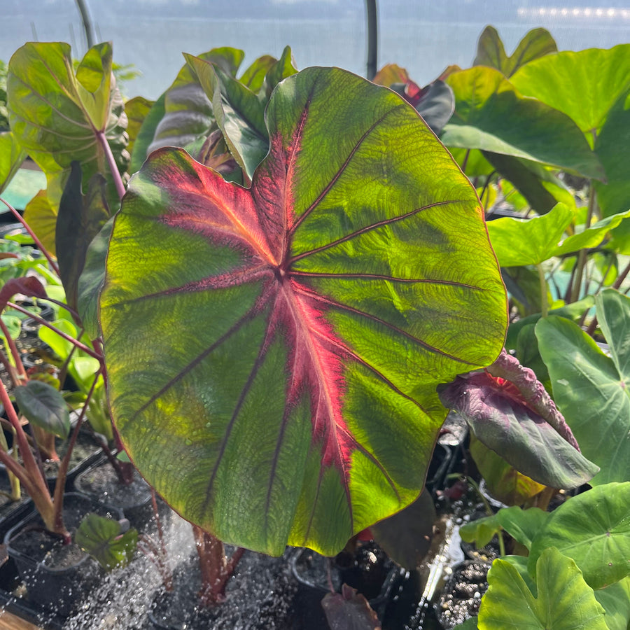 Colocasia Madeira Star