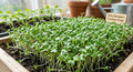A close-up photograph of a dense tray of Common Cress (Lepidium sativum) microgreens growing in rich dark soil within a rustic light-wood container. The countless bright emerald-green cotyledon leaves and slender stems form a vibrant canopy, illuminated by natural daylight in a sunlit UK greenhouse with terracotta pots in the softly blurred background.