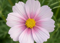Close-up of a cosmos daydream with a yellow centre on a blurred green background