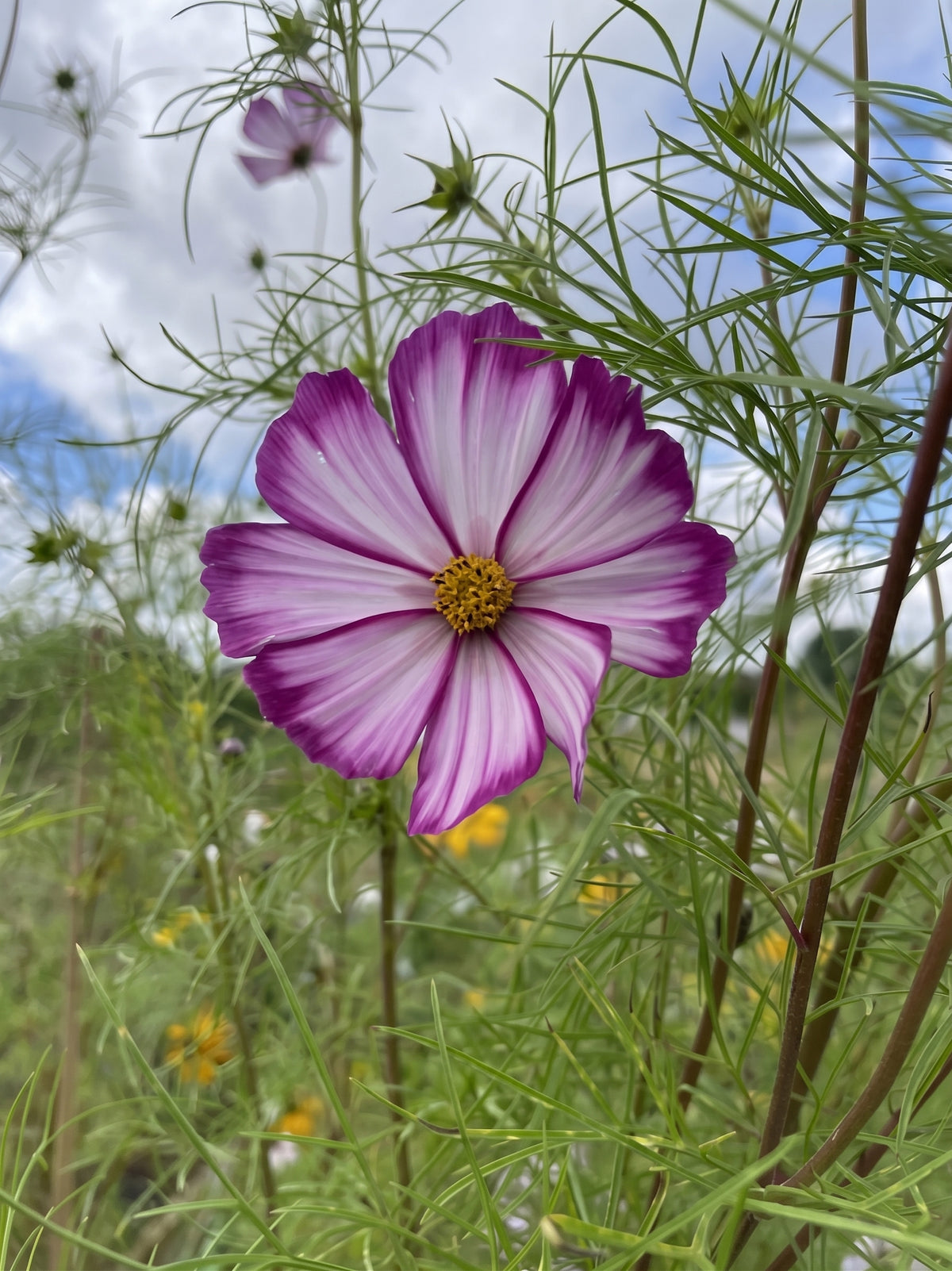 Cosmos Fizzy Rose