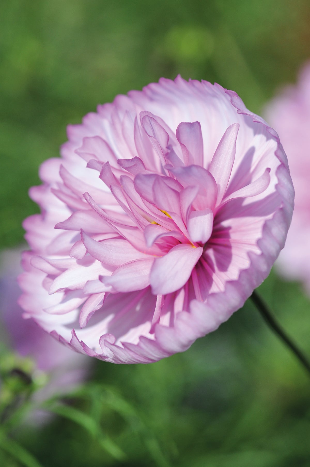 Cosmos Cupcakes Blush