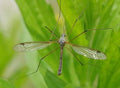 A close-up of a crane fly on a green leaf—its larvae are natural prey for Leatherjacket Nematodes from ladybirdplantcare.co.uk, which help control crane fly larvae in gardens.