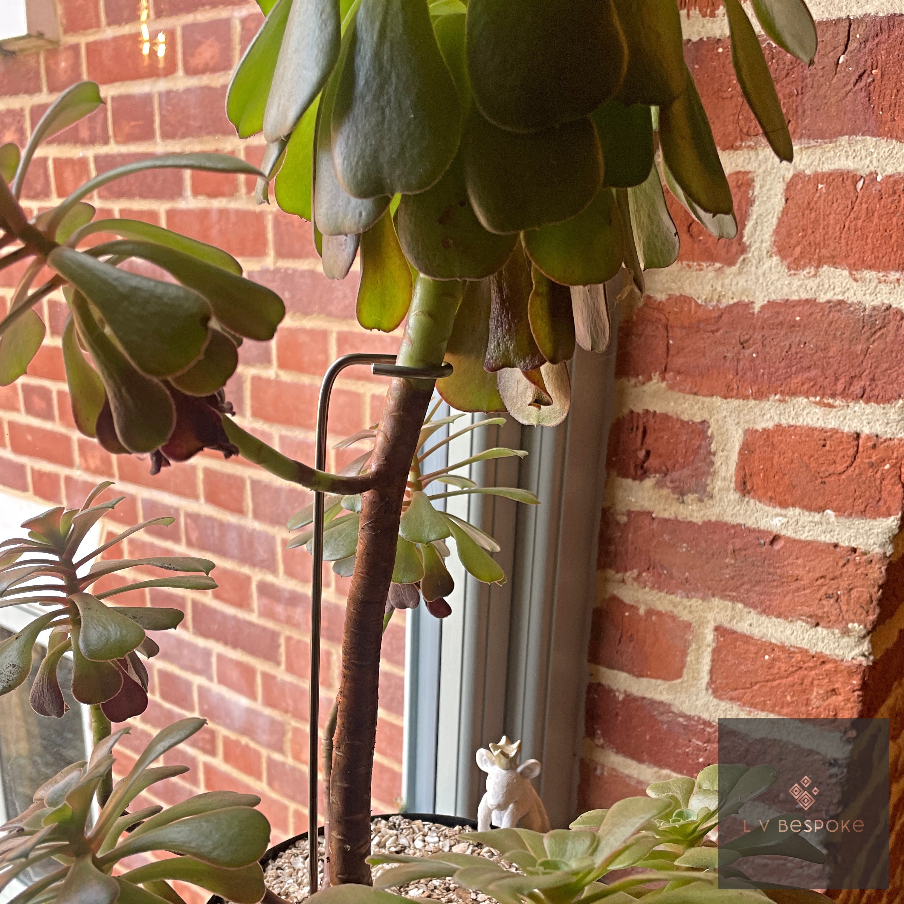 Aeonium Stem Plant Support