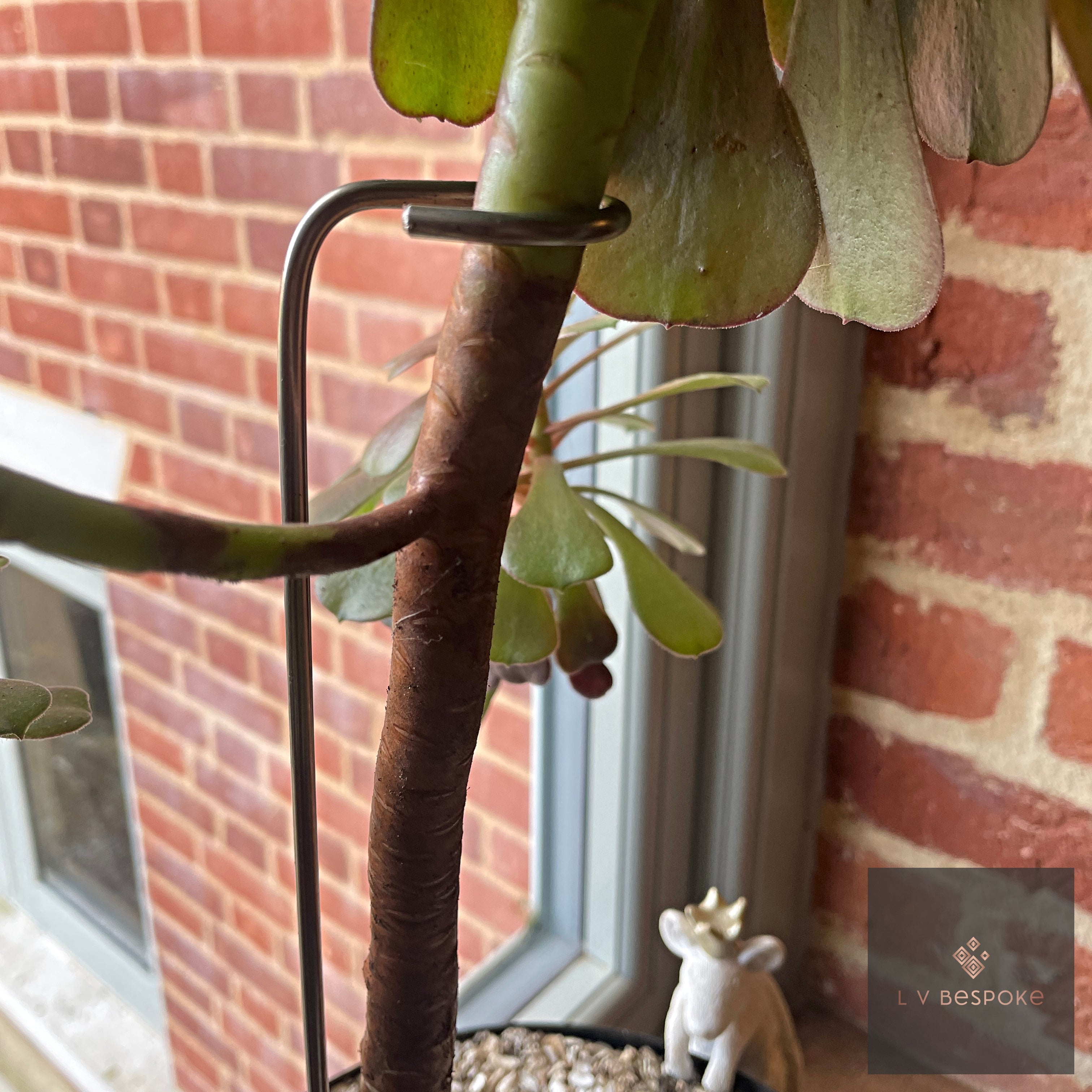 Aeonium Stem Plant Support